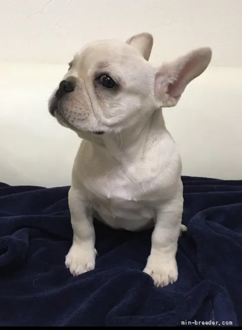 ID:2201-03716の子犬