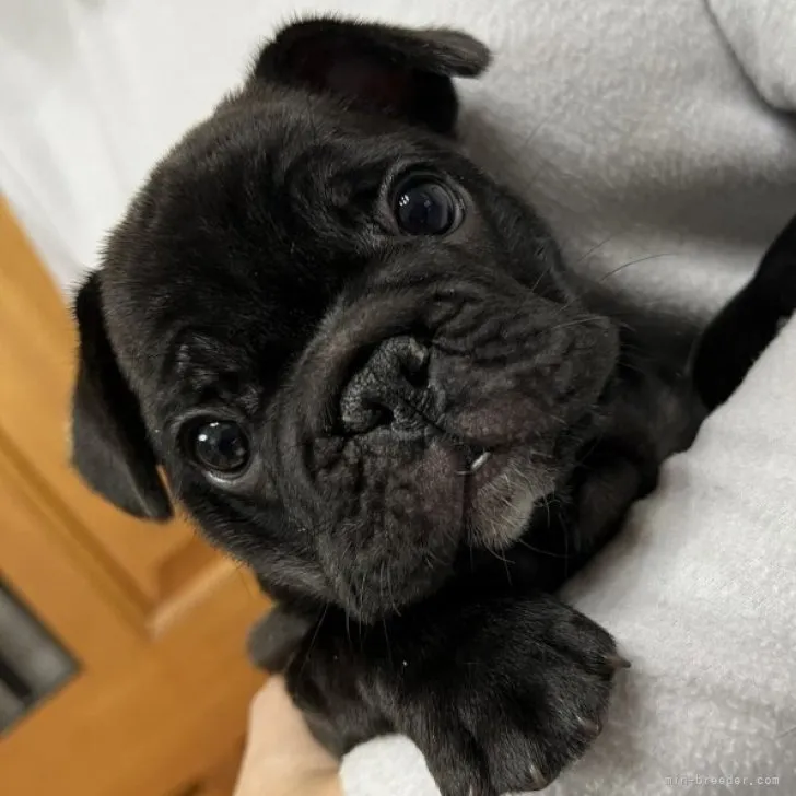 ID：2212-02822の子犬