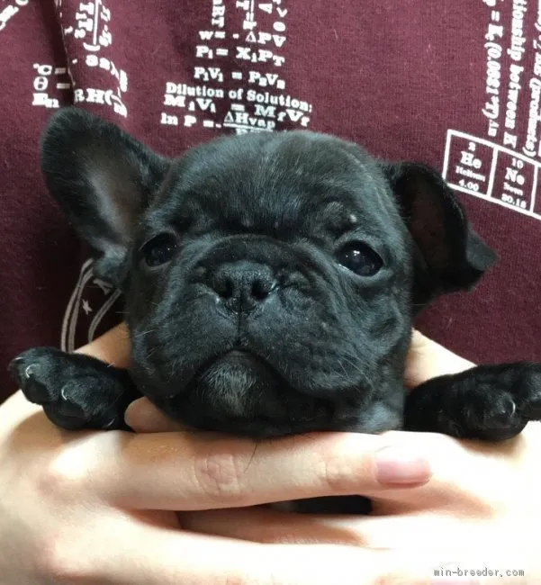 ID:2102-00113の子犬