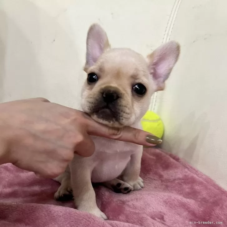 ID:2409-00334の子犬