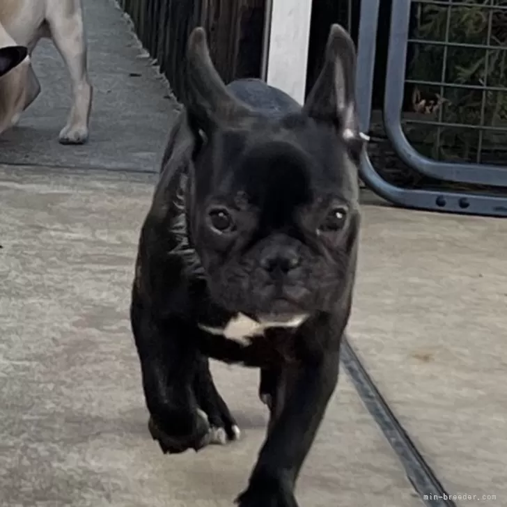 ID:2310-04130の子犬