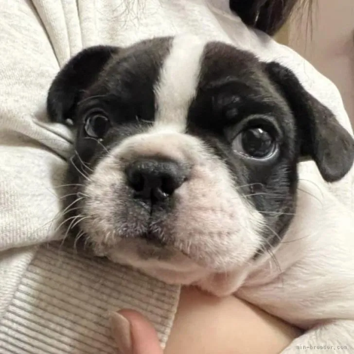 ID:2210-03531の子犬