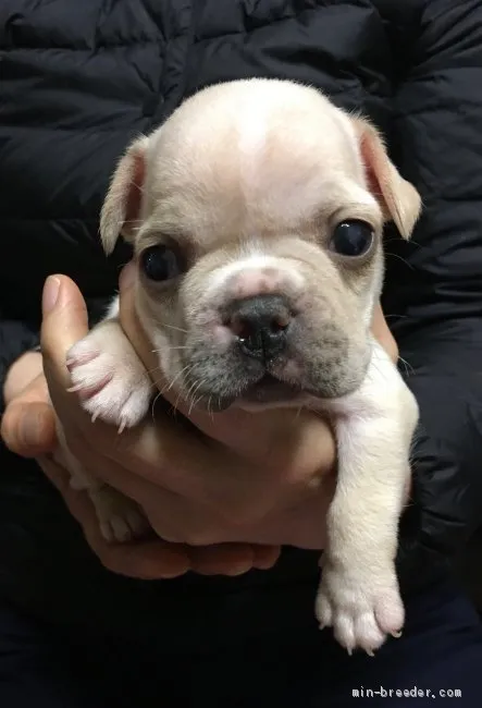 ID:2101-02924の子犬