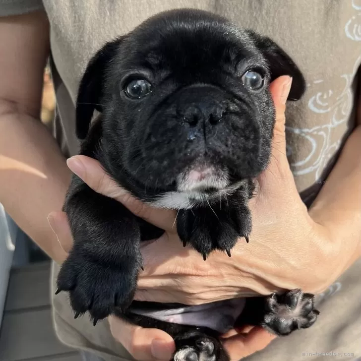 ID：2409-02709の子犬