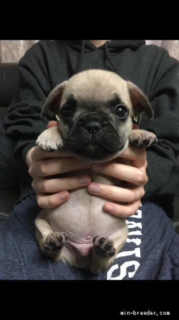 ID:2012-02860の子犬
