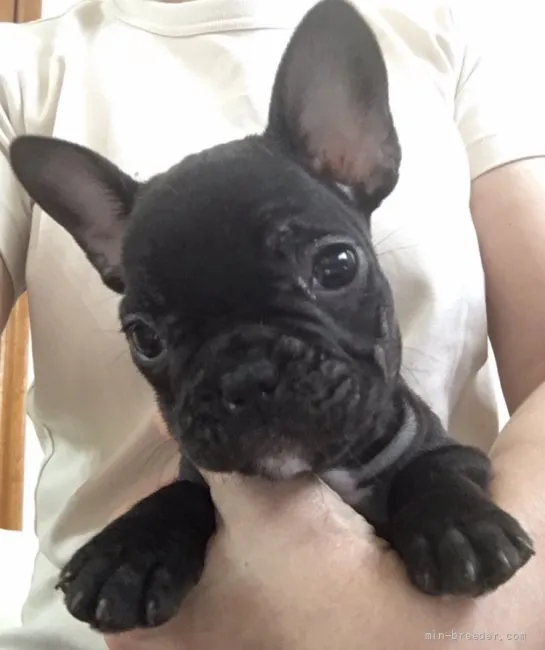 ID:2110-02271の子犬