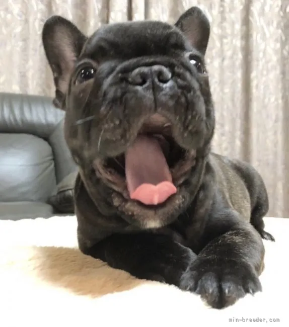 ID:2110-02259の子犬