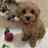 タイニープードル