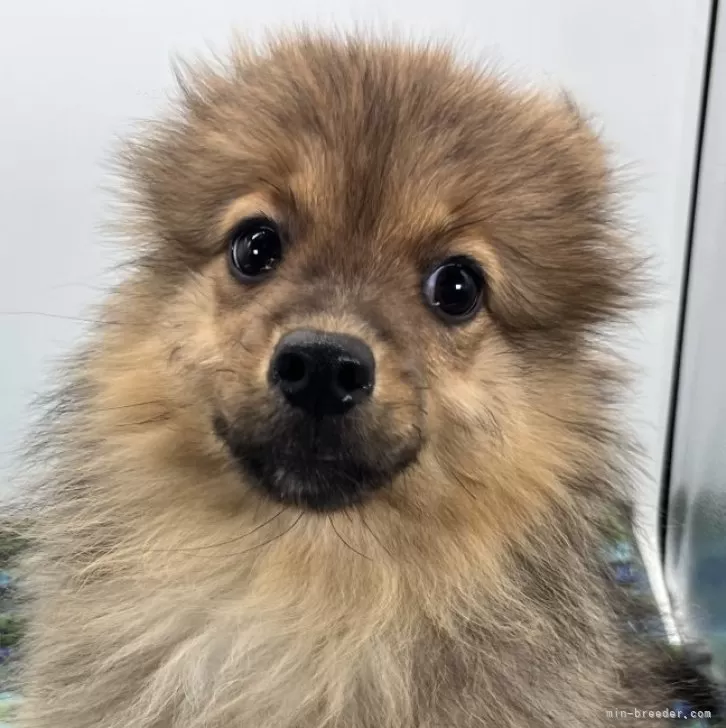 ID：2409-06041の子犬