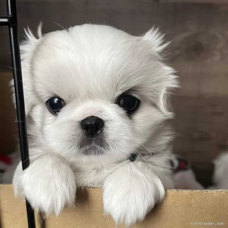 ID：2411-02157の子犬