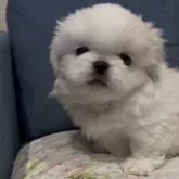 ペキニーズ