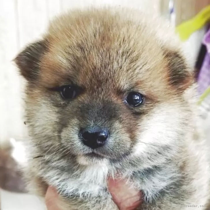 ポメ柴(ポメラニアン×柴犬)【兵庫県・男の子・2025年10月4日・赤】の写真1「ご飯もたくさん食べて成長中」