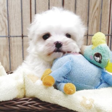 マルチーズ【兵庫県・男の子・2025年8月18日・ホワイト】の写真「お目々が可愛い男の子です。」
