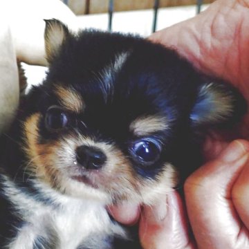 チワワ(ロング)【兵庫県・男の子・2025年9月24日・ブラックタン&ホワイト】の写真「超小ぶりな可愛い男の子。」