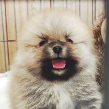 ポメラニアン【兵庫県・男の子・2025年9月5日・クリームセーブル】の写真「小ぶりな男の子です」