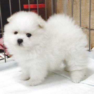 ポメラニアン【兵庫県・男の子・2025年9月8日・クリーム】の写真「探険好きな男の子」