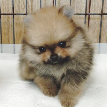 ポメラニアン【兵庫県・女の子・2025年9月5日・オレンジセーブル】の写真「小ぶりな可愛い女の子です」