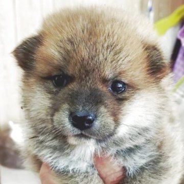 【兵庫県・男の子・2025年10月4日・赤】の写真「元気な男の子」