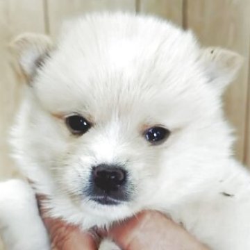 【兵庫県・女の子・2025年10月4日・クリーム】の写真「元気な女の子」