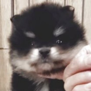 ポメラニアン【兵庫県・女の子・2025年9月25日・ブラック&タン】の写真「小ぶりで可愛い女の子」