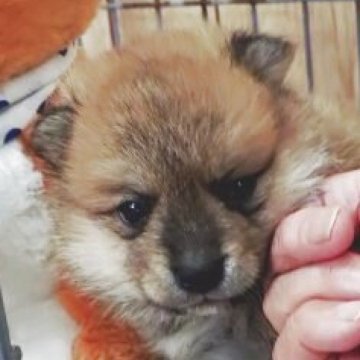 ポメ柴(ポメラニアン×柴犬)【兵庫県・男の子・2025年10月4日・赤】の写真「元気な男の子」