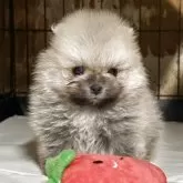 ポメラニアン