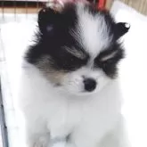 ポメラニアン