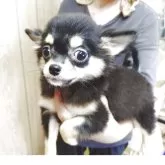 チワワ(ロング)