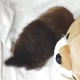 ポメ柴(ポメラニアン×柴犬)【兵庫県・男の子・2025年10月4日・赤】の写真3