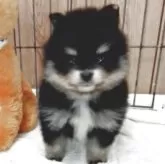 ポメラニアン【兵庫県・女の子・2025年9月25日・ブラック&タン】の写真5