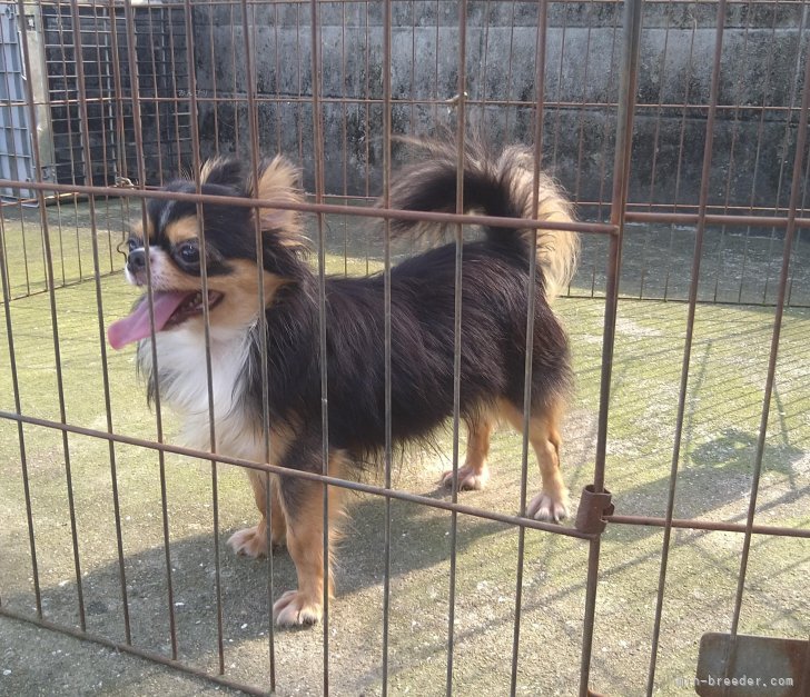 チワワ(ロング)【・男の子・2022年12月8日・ブラックタン&amp;ホワイト】