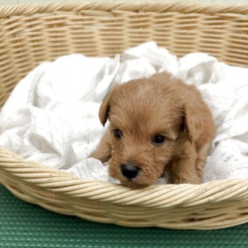 シュナプー(トイプードル×ミニチュアシュナウザー)【岐阜県・女の子・2025年11月16日・レッド】の写真「パパに似てウエーブが入って可愛い子です。」