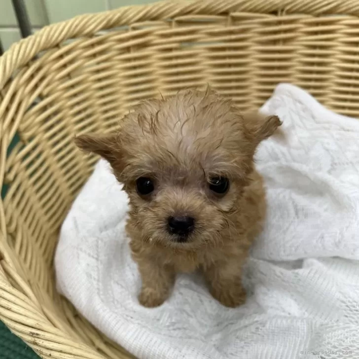 ID:2409-05185の子犬