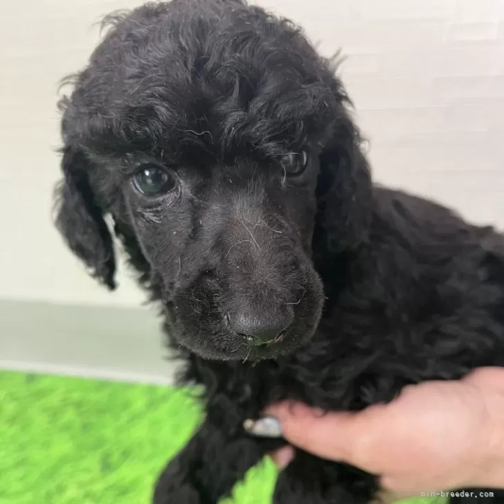 ID：2401-02167の子犬