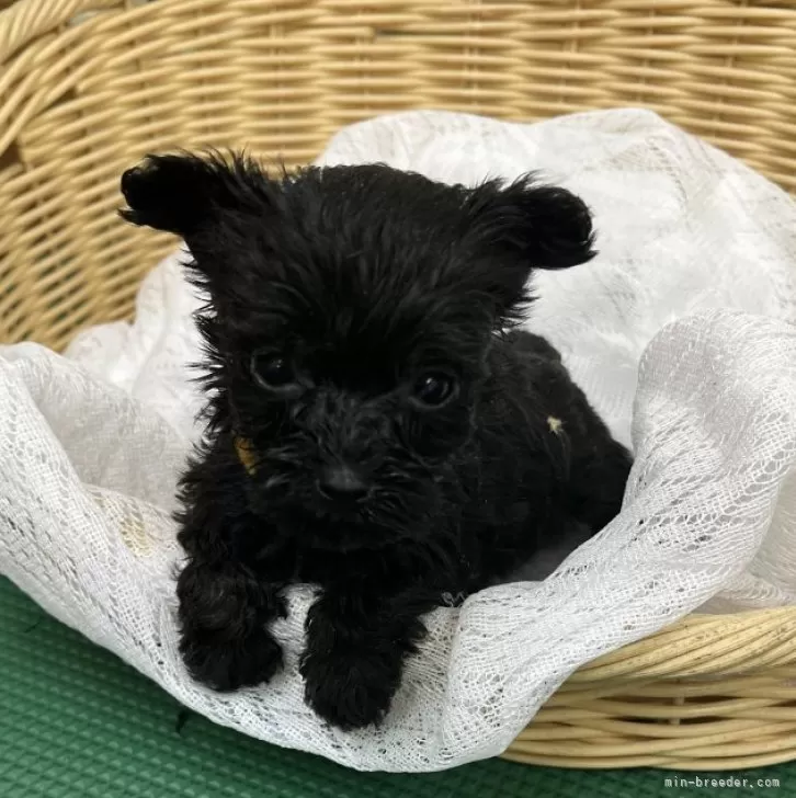 ウインドミル 様のお迎えした子犬