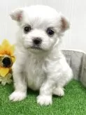 チワマル(マルチーズ×チワワ)【滋賀県・男の子・2025年6月2日・クリーム】の写真4