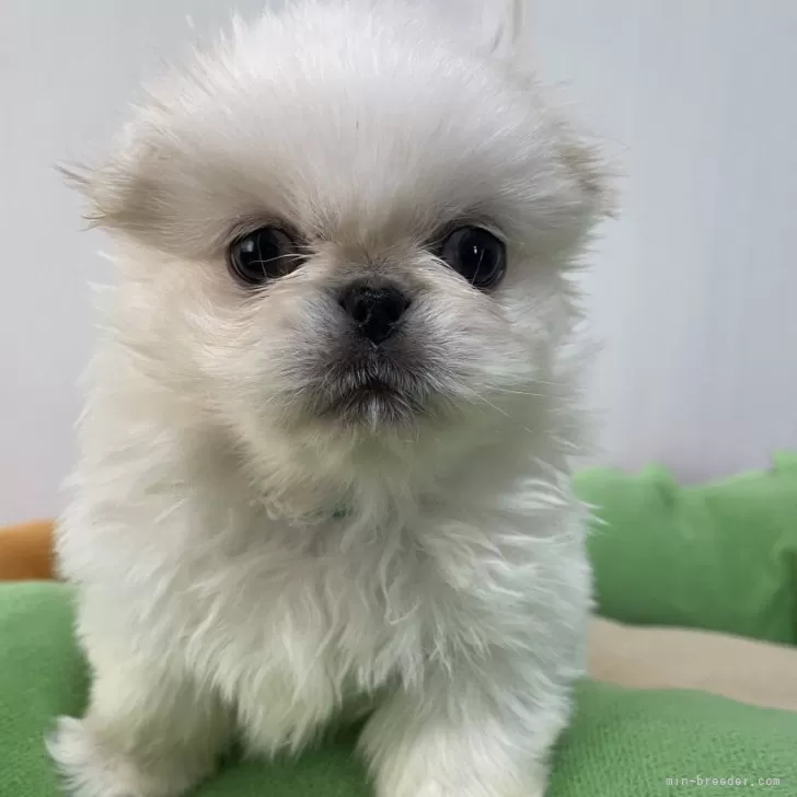 ID：2411-02529の子犬