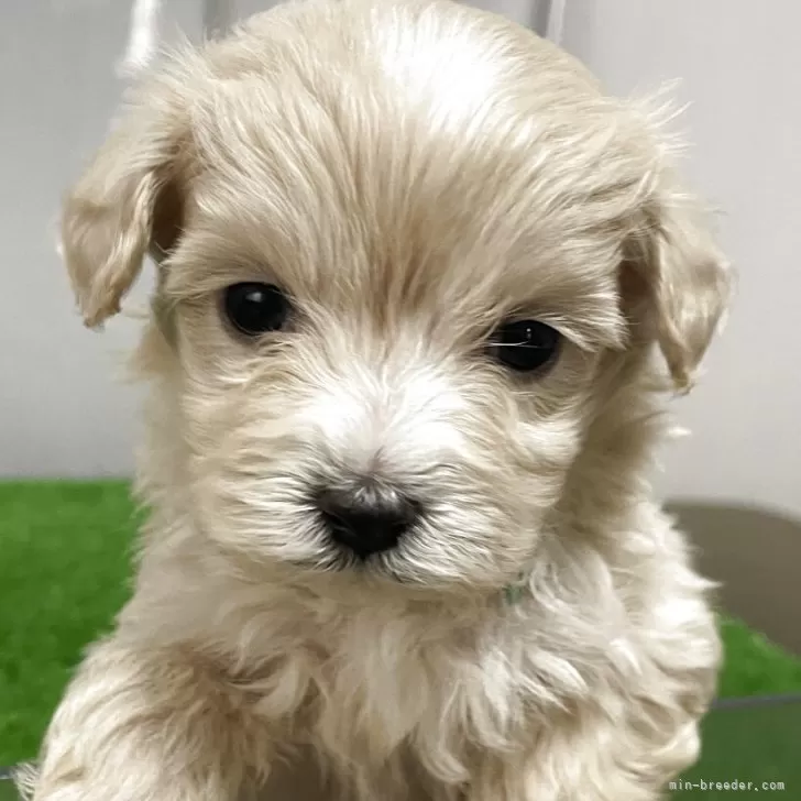 RM 様のお迎えした子犬