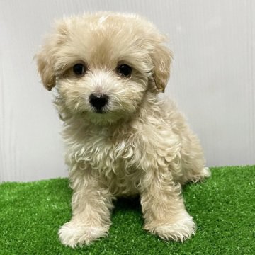 マルプー(マルチーズ×トイプードル)【滋賀県・男の子・2025年8月15日・クリーム】の写真「綺麗な毛並みで可愛いお顔の男の子　緑」