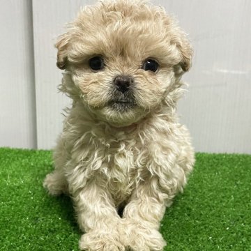 【滋賀県・女の子・2025年8月15日・クリーム】の写真「良いとこ取りの可愛い女の子　ピンク」