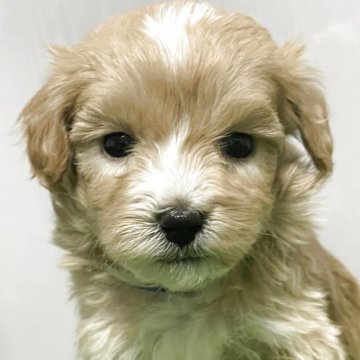 マルプー(マルチーズ×トイプードル)【滋賀県・男の子・2025年3月1日・アプリコット】の写真「小さくて可愛いマルプーくん」