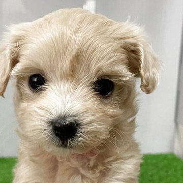 マルプー(マルチーズ×トイプードル)【滋賀県・女の子・2025年2月18日・クリーム】の写真「綺麗な毛並みの可愛いマルプーちゃん。」