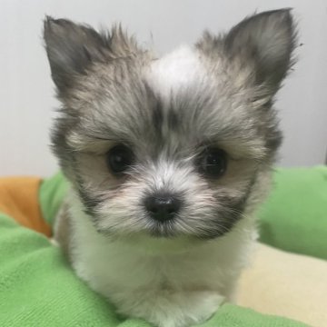 チワマル(マルチーズ×チワワ)【滋賀県・女の子・2025年1月11日・ホワイト&フォーン】の写真「極小ボディの綺麗な模様の女の子」