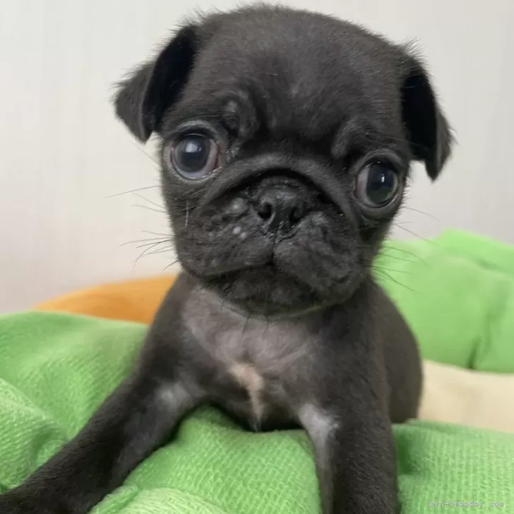 ID:2409-07049の子犬