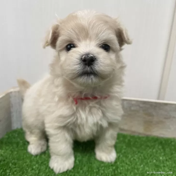 T.T 様のお迎えした子犬