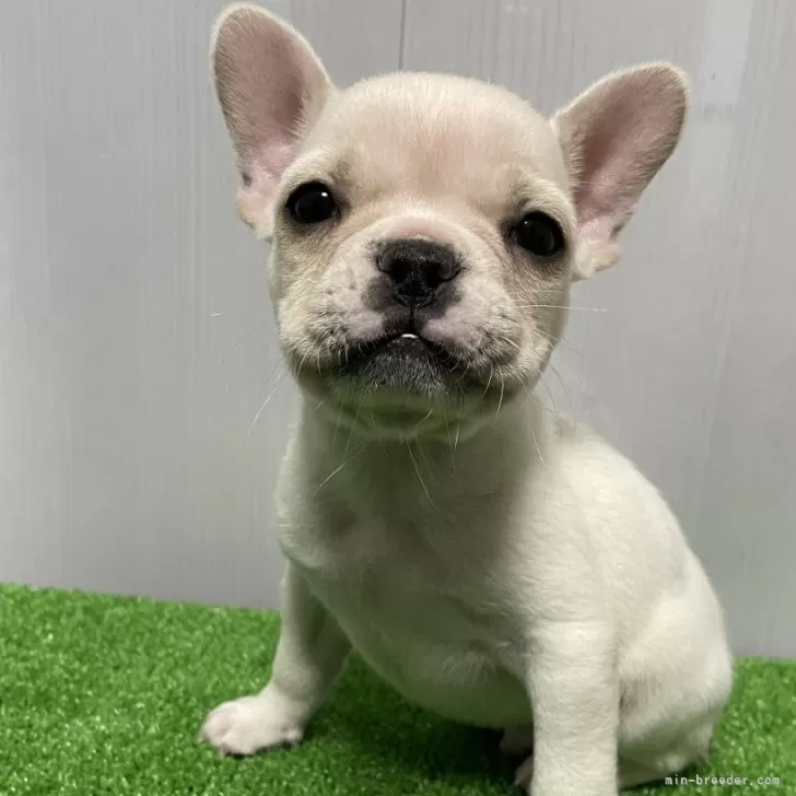 ID：2409-05386の子犬