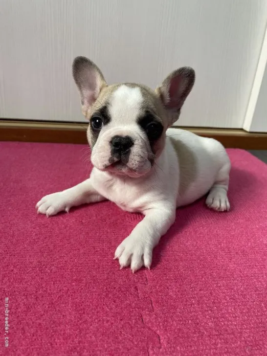 ID：2112-00803の子犬