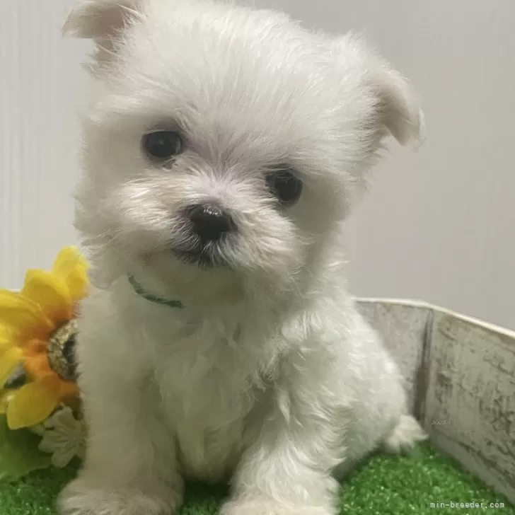 ID：2406-05764の子犬