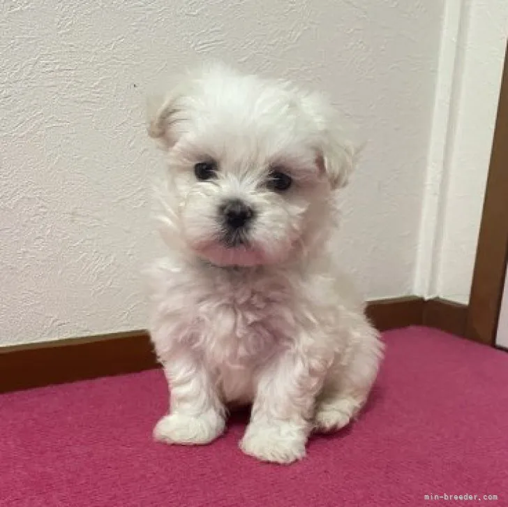 ID:2305-02744の子犬