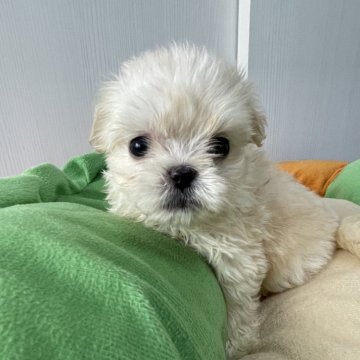 ミックス(ペキニーズ×マルチーズ)【滋賀県・女の子・2024年8月17日・クリーム&ホワイト】の写真「コロコロで可愛いマルペキちゃん」